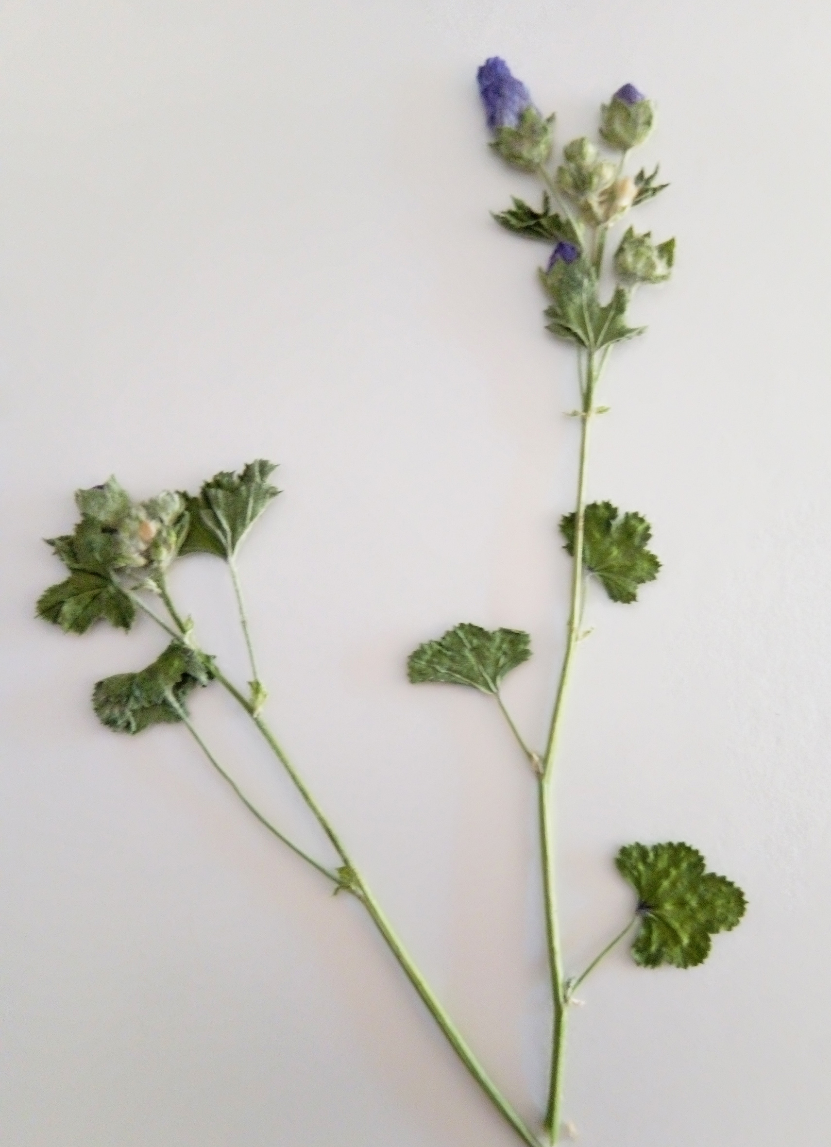 MALVA SYLVESTRIS L. - malva selvatica